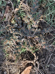 Euphorbia velleriflora