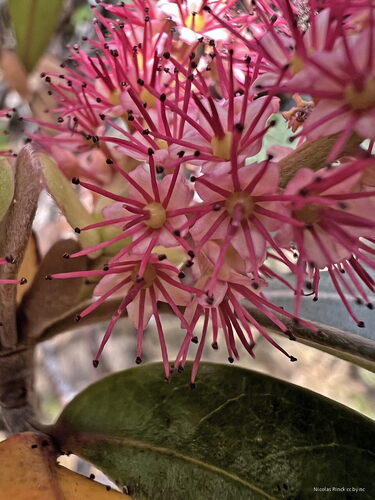 Cunonia purpurea observed 2025-04-21