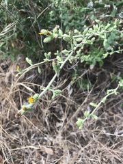 Hazardia squarrosa grindelioides