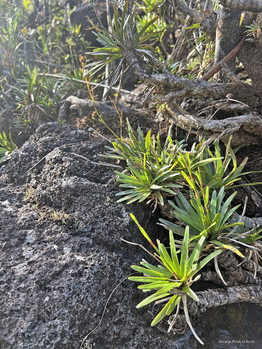 Chamaedendron fragilis observed 2025-04-17