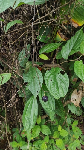 Passiflora vespertilio, photograph 5