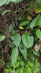 (c) Guillaume Delaitre, some rights reserved (CC BY) Passiflora vespertilio, photograph (c) Guillaume Delaitre, some rights reserved (CC BY)