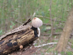 Basidiomycota