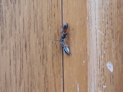 Agenioideus nubecula