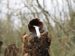 Basidiomycota