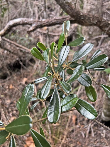 Solmsia calophylla observed 2025-04-21