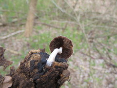 Basidiomycota