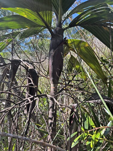Foto de Basselinia pancheri