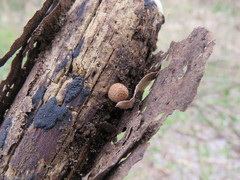 Basidiomycota