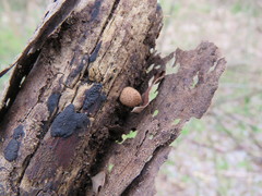 Basidiomycota