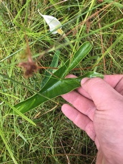 Peltandra sagittifolia