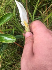 Peltandra sagittifolia