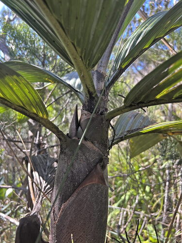 Foto de Basselinia pancheri