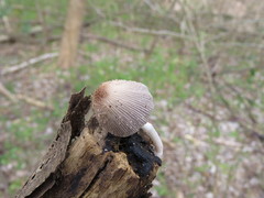 Basidiomycota