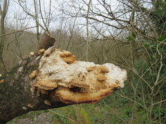 Fungi