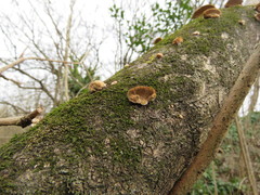 Fungi