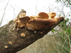 Fungi