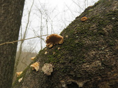 Fungi