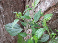 Pavonia sepium