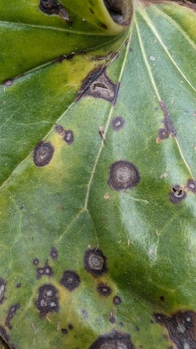 Phoma