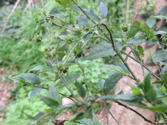 Pavonia sepium
