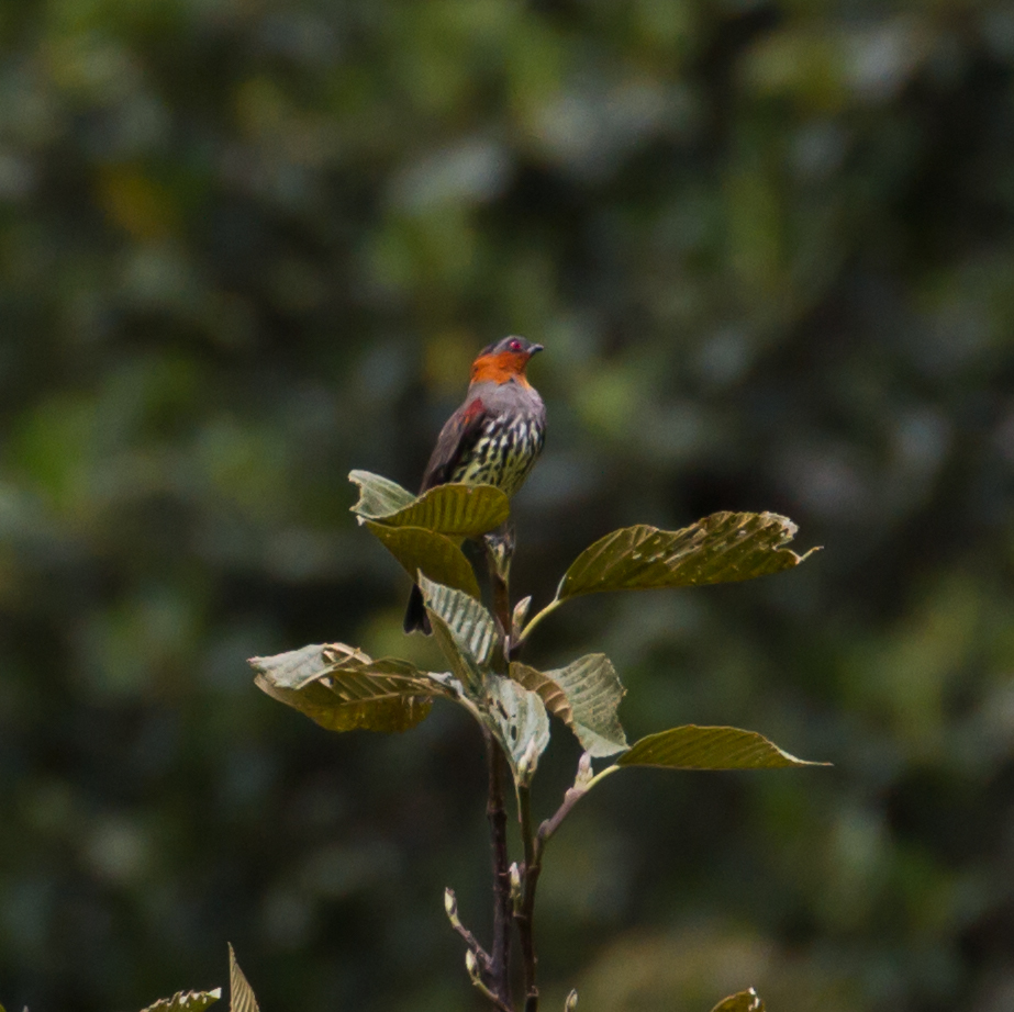 Cotinga Cresticastaño, Ampelion rufaxilla