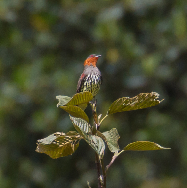 Crested Cotingas