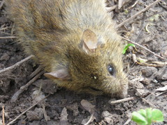 Oligoryzomys flavescens