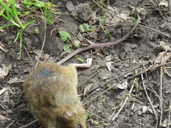 Oligoryzomys flavescens
