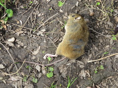 Oligoryzomys flavescens