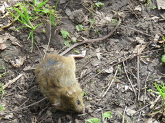 Oligoryzomys flavescens
