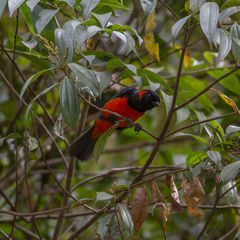 Anisognathus igniventris