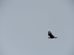 Caracara plancus