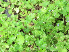 Veronica persica