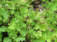 Veronica persica