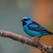 Dacnis cayana paraguayensis - Photo 由 Eden Fontes 所上傳的 (c) Eden Fontes，保留部份權利CC BY-NC