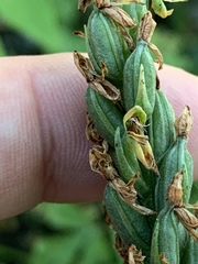 Platanthera tescamnis