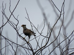 Caracara plancus