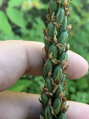 Platanthera tescamnis