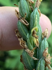 Platanthera tescamnis