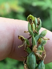 Platanthera tescamnis