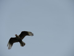 Caracara plancus