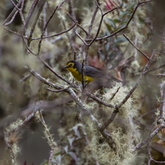 Myioborus melanocephalus