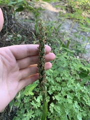 Platanthera tescamnis