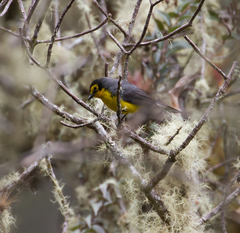 Myioborus melanocephalus