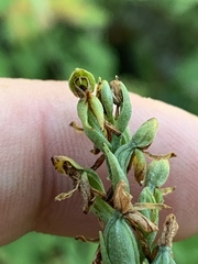 Platanthera tescamnis