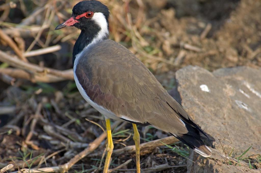 Red-wattled Lapwing (Flora and Fauna of Bandhavgarh National Park ...
