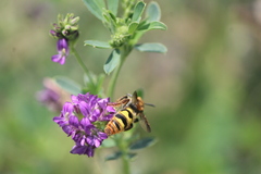 Xanthocampsomeris completa