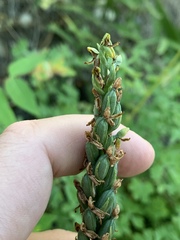 Platanthera tescamnis