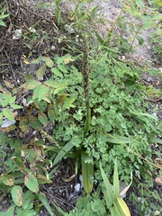 Platanthera tescamnis